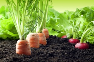 Finanziamenti agevolati giovani agricoltori